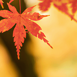 Autumn leaves Autumn